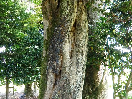 �쏜��̖؂̌E��