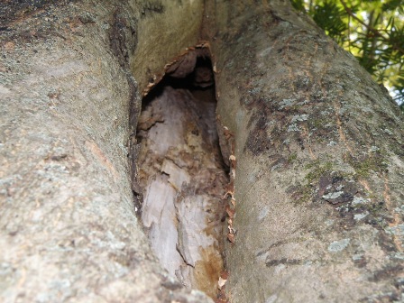 �g�債���쏜��̖؂̌E��