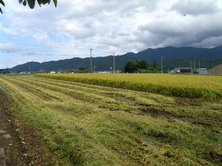 ���r���̓c