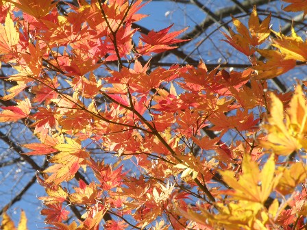 11/21���݂��̍g�t�i�Q�j