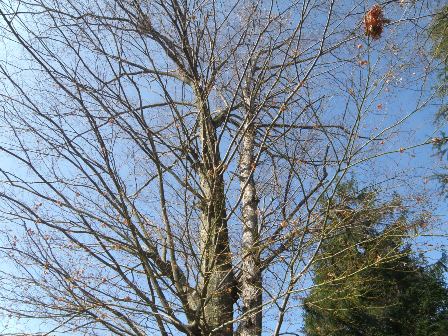 �P���L�̖�