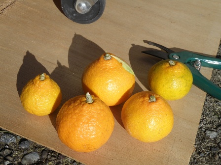 ���n����5�݂̂���