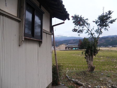 �O�ꂽ�J��