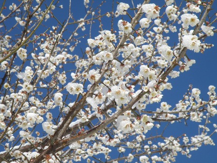 ��X�q�������~�̉�