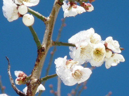 ��X�q�������~�̉ԃY�[��