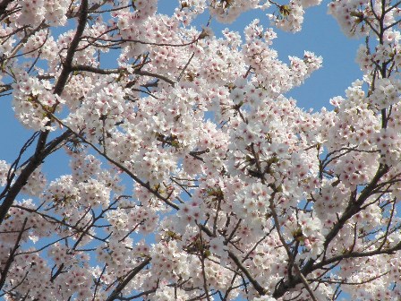 ��ۂ̌����_�̍�