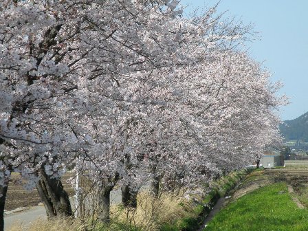 ����߂��̍�����