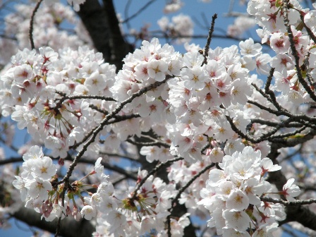 ����߂��̍�����