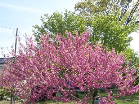 ��̃n�i�Y�I�E