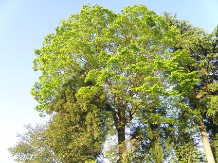 �P���L�̎�t