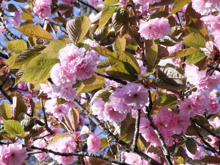 ��̔��d��