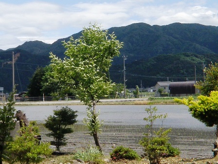 �c�A�����ꂽ�O�̓c