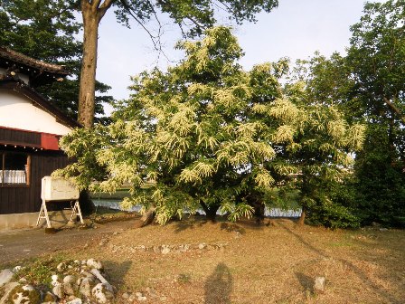 ���J�̌I�̖�