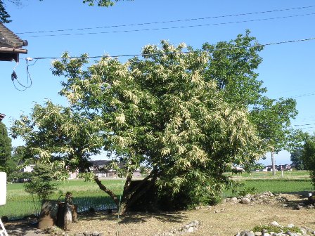 ��̌I�̖؁i19�����B�e�j