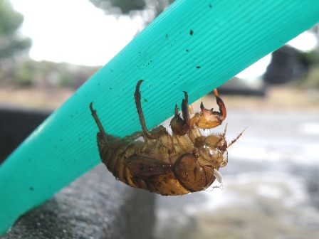 ��̔����k