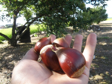 �E���W�߂��I