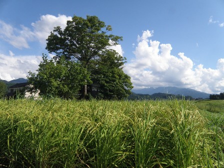 ���i�挎8�����{�w�˂̈��j