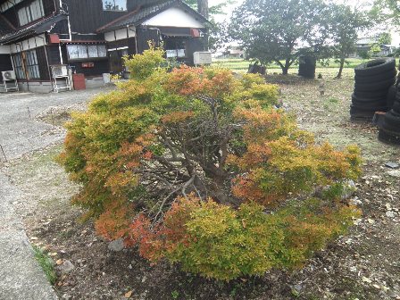 �g�t���n�߂̒��