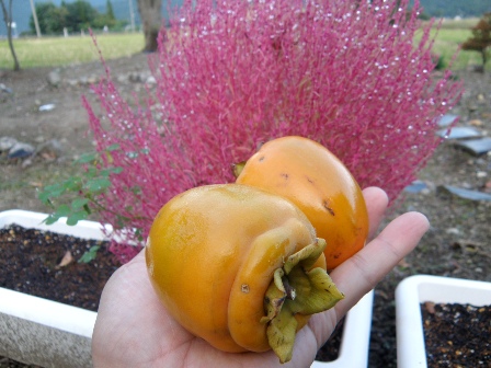 ���n�����`