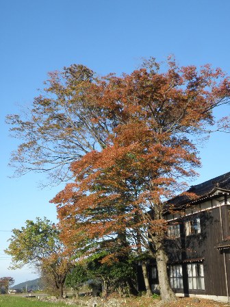 ���~�̍g�t