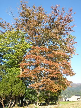 ���~�̍g�t