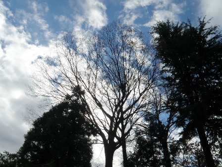 �ۖV��ɂȂ����P���L