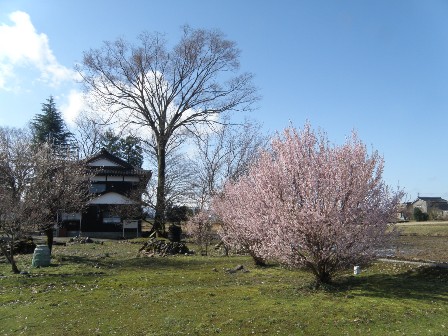 ��̍��i3/31�B�e�j