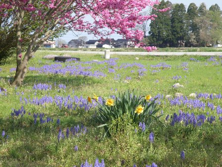 絵になってきた畑