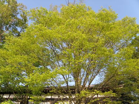 庭のケヤキ