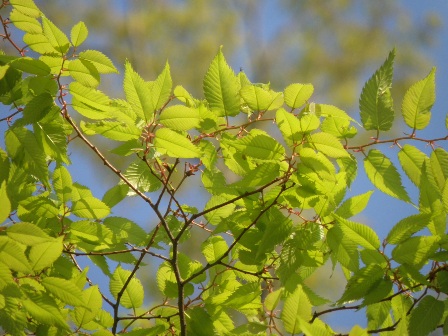 ケヤキの若葉