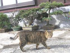 Torako�h�j���I�[���i���񂽂��D���ˁ[�j�h