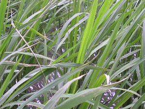 �t����͂�Ă���E�E�E