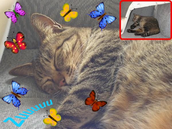 �Q����A���킢���ł��傤�I�H