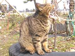 �ӂ��`�`�˂ނĂ��B