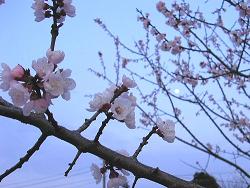 �������̉�(��B�e�j