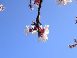 �������̉ԁi���B�e�j