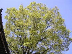 ����̃P���L