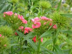 ��ɍ炭�i�f�V�R�̉�