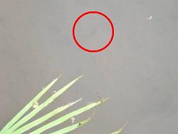 �����܂��Ⴍ�������I�i�Ԋە��j