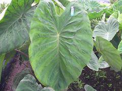 �t�Ƀ��C�^�[��u���Ă݂��i�E��j�I����Ȃɑ傫���I�I